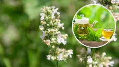 Ova jedinstvena biljka je umirujuća više od metvice i može zamijeniti limun. Sve što trebate znati o mačjoj metvici.