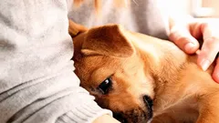 7 znakova da je pas pod stresom i što učiniti odmah