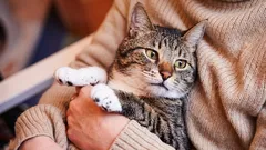 Kada mačke stare i kako se njihova starost razlikuje od one kod pasa