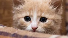 Zašto je mačka odjednom počela izbjegavati svog vlasnika?