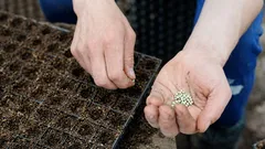 Ovo cvijeće je najbolje posaditi u veljači.