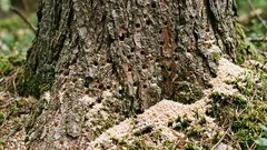 Kako prepoznati je li stablo zaraženo žižkama: rani znakovi, kada se još uvijek može spasiti