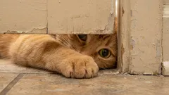 Zašto tvoja mačka voli biti s tobom u najneprikladnijim trenucima? Zašto te prati do WC-a?