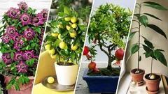 Koje voće možete uzgajati u svom stanu: niste ni znali