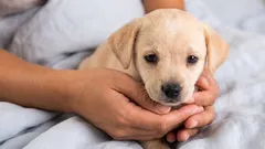 Kako naučiti štene da ostane samo bez cviljenja ili destruktivnog ponašanja.