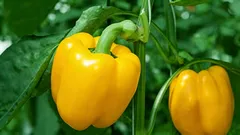 Što nikada ne biste trebali saditi pored paprike: neprijatelj vašeg uroda