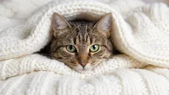 Zašto mačke moraju noću penjati se u krevet svog vlasnika