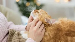 7 zdravih navika koje će produžiti život vaše mačke