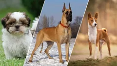 Ljubitelji tišine: 7 pasa koji najmanje laju